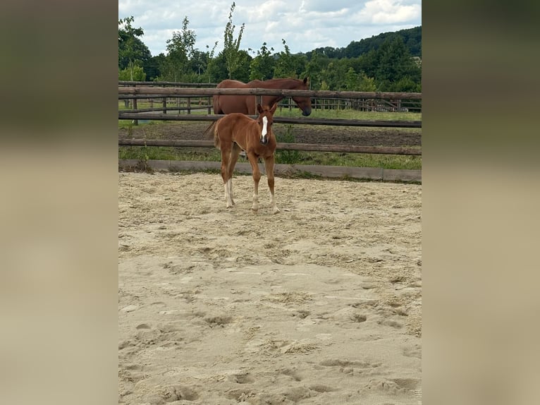 Selle Français Merrie Veulen (05/2025) Schimmel in dame marie