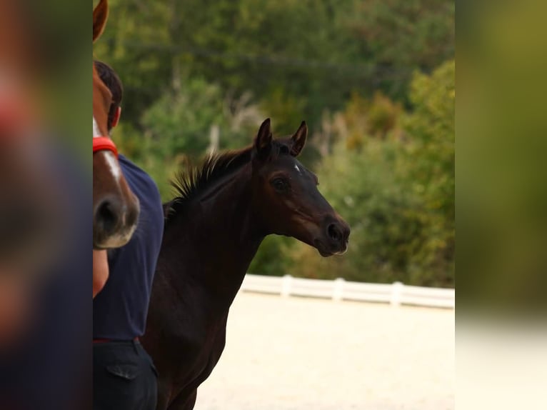Selle Français Merrie Veulen (05/2026) Zwartbruin in Grandchamp