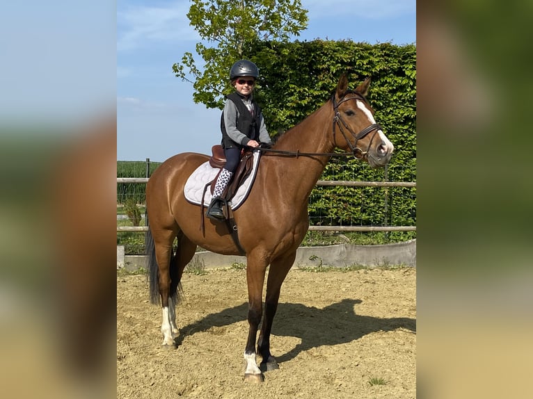 Selle français Ogier 12 lat 159 cm Gniada in Croix Fonsomme