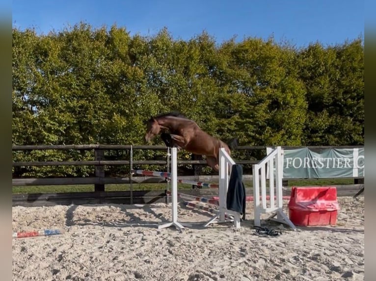 Selle français Ogier 3 lat 161 cm Gniada in Jauzé