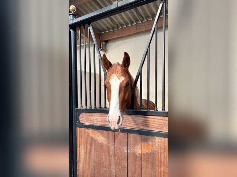 Selle français Ogier 3 lat Kasztanowata in Saint-Pierre-de-Coutances