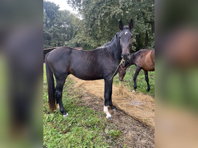 Selle français Ogier 4 lat 165 cm Kara in Portet