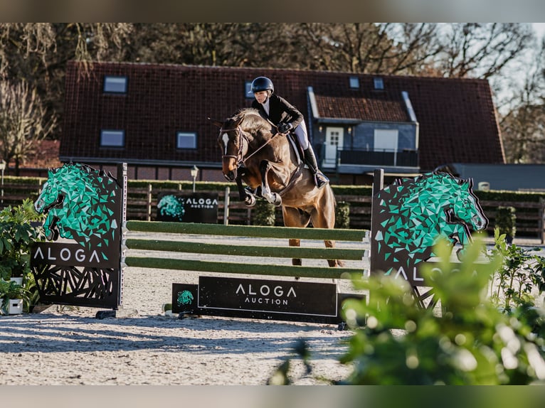 Selle français Ogier 5 lat in Opglabbeek
