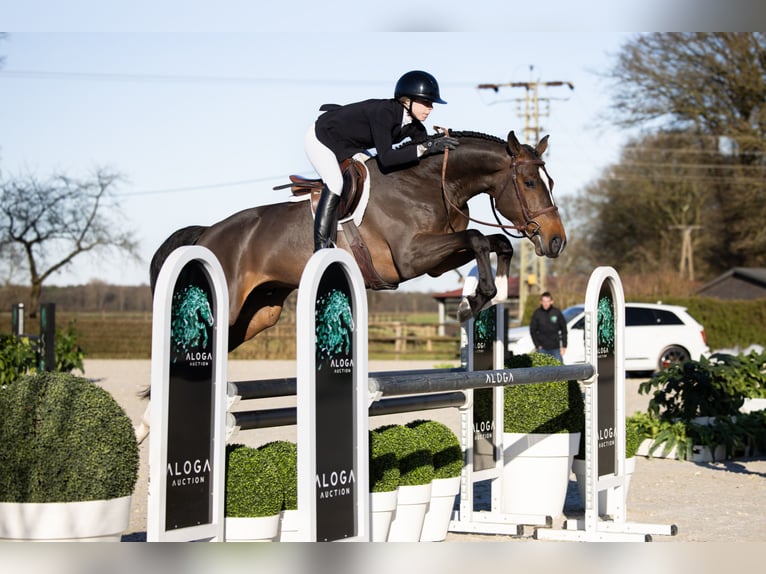 Selle français Ogier 5 lat in Opglabbeek