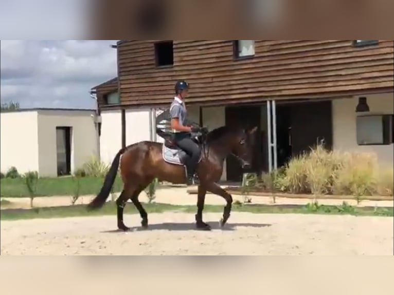 Selle français Ogier 9 lat in Utrecht