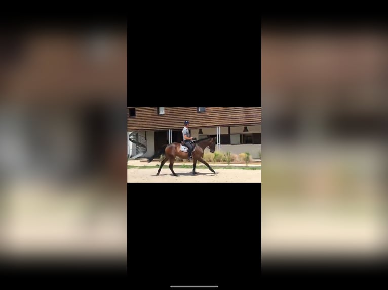 Selle français Ogier 9 lat in Utrecht