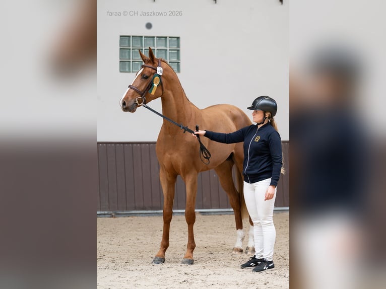 Selle français Ogier Kasztanowata in Marcelewo