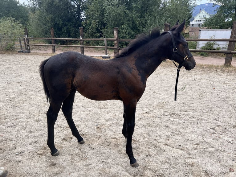 Selle français Ogier Źrebak (05/2026) Ciemnogniada in Villé
