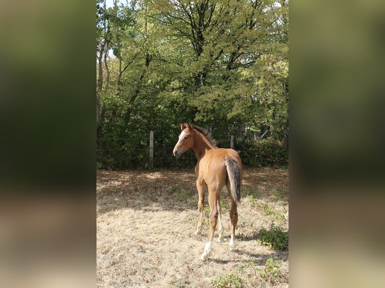 Selle français Ogier Źrebak (06/2026) Ciemnokasztanowata in Le Mans
