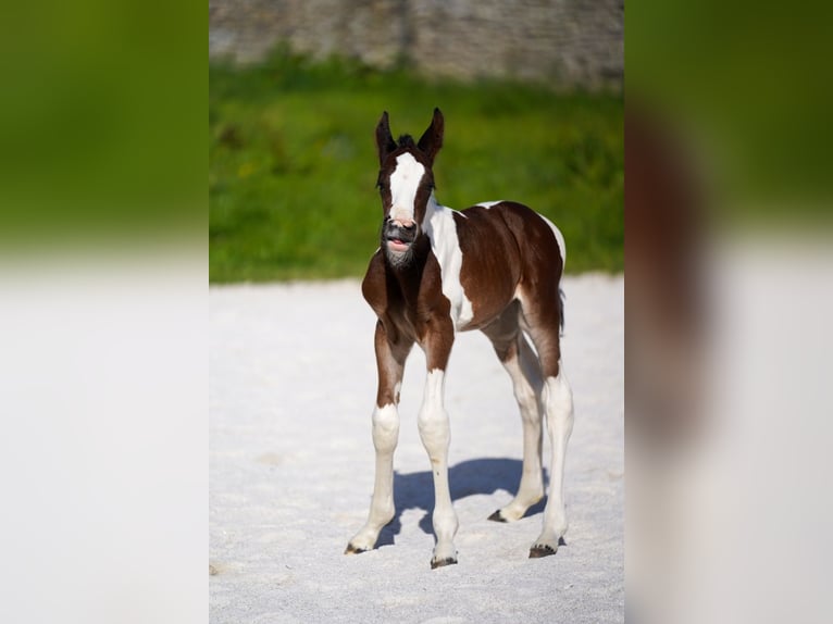 Selle français Ogier  Tobiano wszelkich maści in Morlaix