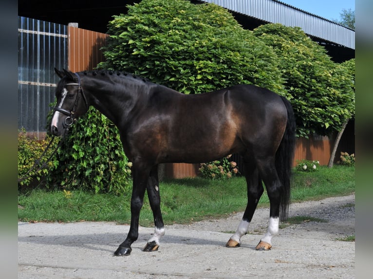 Selle Français Ruin 10 Jaar 163 cm Zwart in Schattendorf