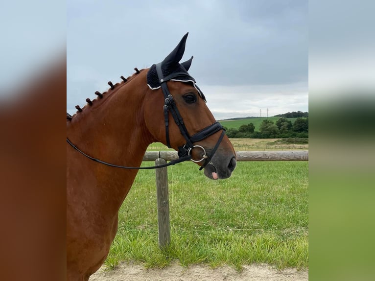 Selle Français Ruin 10 Jaar 166 cm Vos in Pouilly