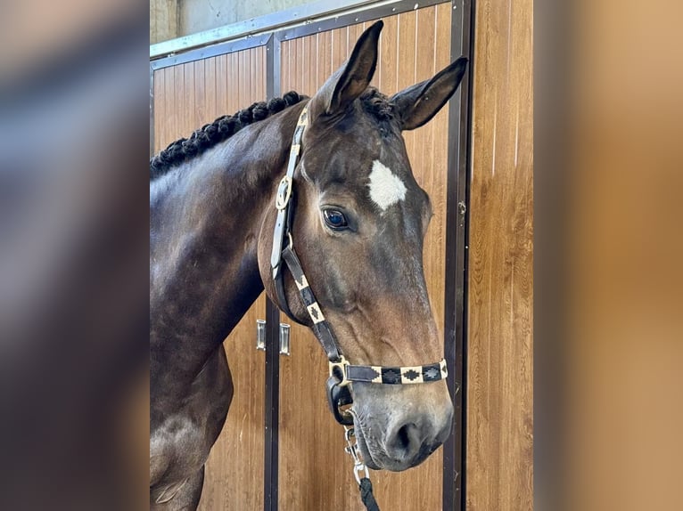 Selle Français Ruin 10 Jaar 170 cm Bruin in GROTE-BROGEL