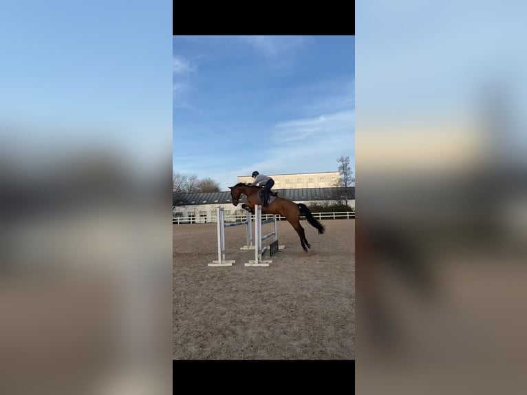 Selle Français Ruin 10 Jaar 170 cm Falbe in Donostia-San Sebastian