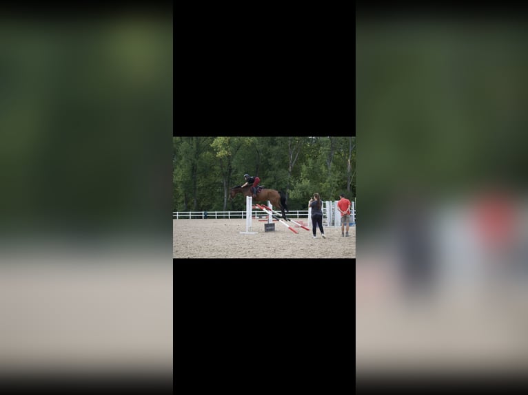 Selle Français Ruin 10 Jaar 170 cm Falbe in Donostia-San Sebastian