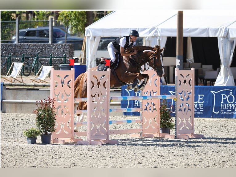Selle Français Ruin 10 Jaar 170 cm Vos in Yveline