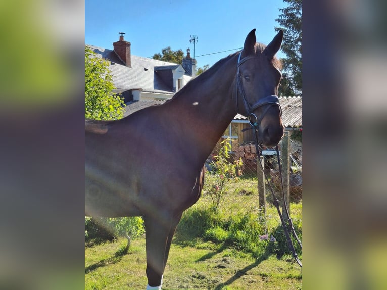 Selle Français Ruin 10 Jaar 172 cm Donkerbruin in Angers