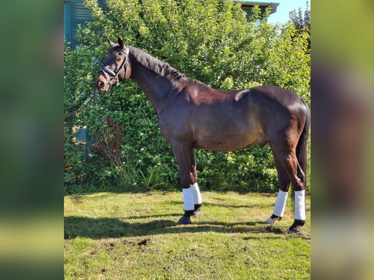 Selle Français Ruin 10 Jaar 172 cm Donkerbruin in Angers