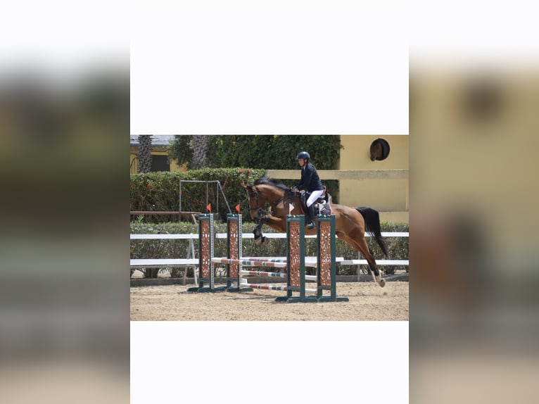 Selle Français Ruin 10 Jaar 174 cm Bruin in Bassillac