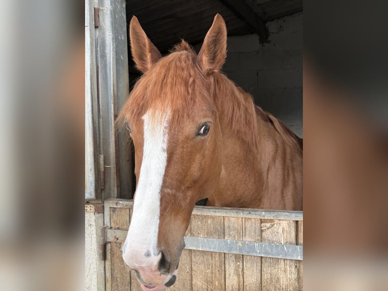 Selle Français Ruin 10 Jaar 175 cm Vos in Saint-Martin-la-Garenne