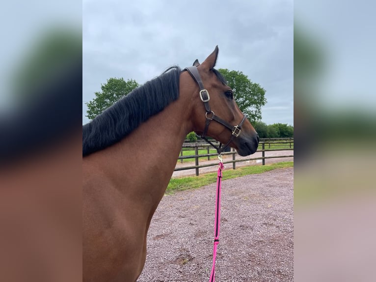 Selle Français Ruin 11 Jaar 164 cm Bruin in La Puisaye