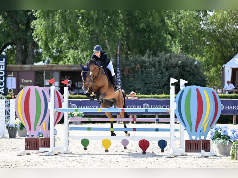 Selle Français Ruin 11 Jaar 164 cm Bruin in La Puisaye