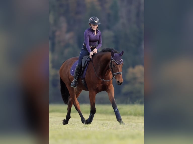 Selle Français Ruin 11 Jaar 166 cm Bruin in Schlins