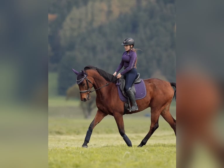Selle Français Ruin 11 Jaar 166 cm Bruin in Schlins
