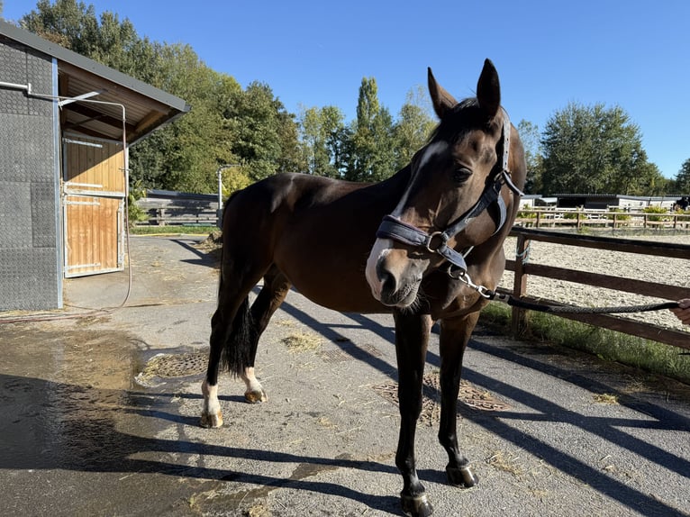 Selle Français Ruin 11 Jaar 166 cm Bruin in Grisy-suisnes