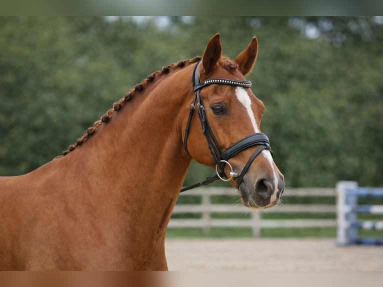 Selle Français Ruin 11 Jaar 166 cm Vos in Bas Rhin