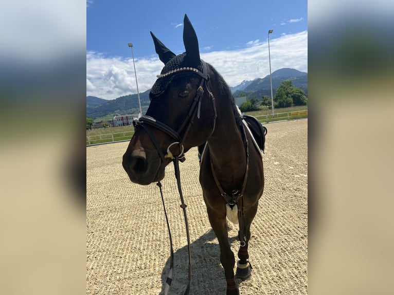 Selle Français Ruin 11 Jaar 168 cm Donkerbruin in Hohenstein Ödenwaldstetten