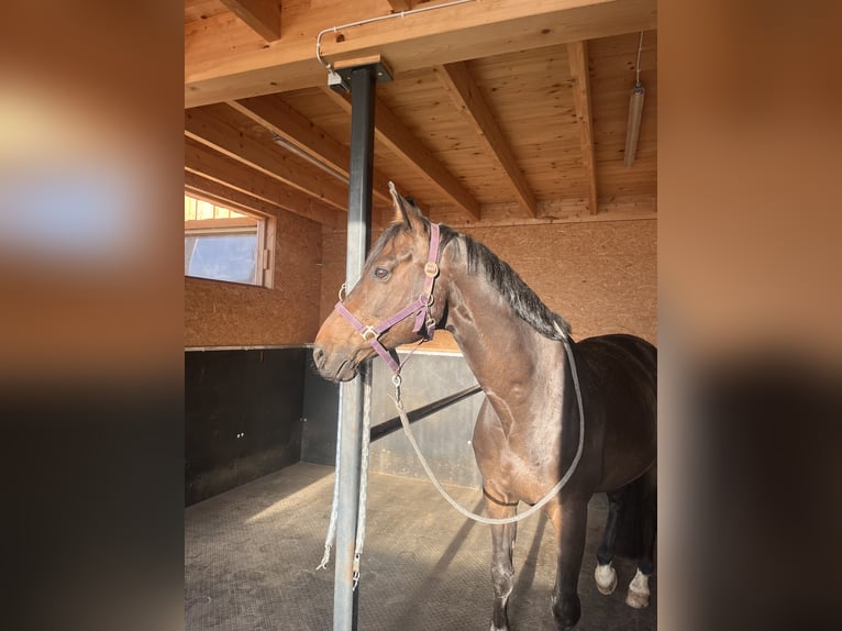 Selle Français Ruin 11 Jaar 168 cm Donkerbruin in Rankweil