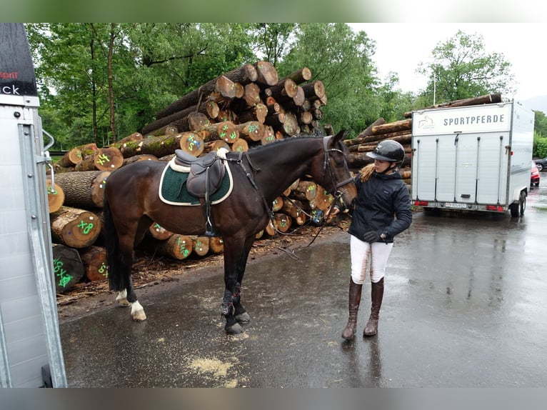 Selle Français Ruin 11 Jaar 168 cm Donkerbruin in Rankweil
