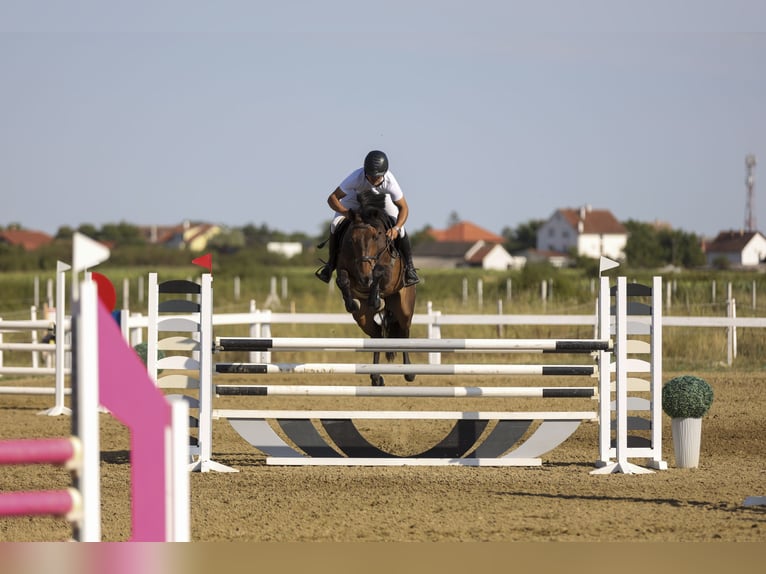 Selle Français Ruin 11 Jaar 170 cm Roodbruin in Novi Sad