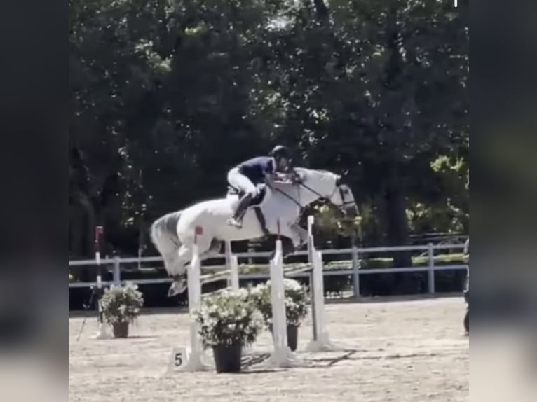 Selle Français Ruin 11 Jaar 170 cm Schimmel in Guadalajara