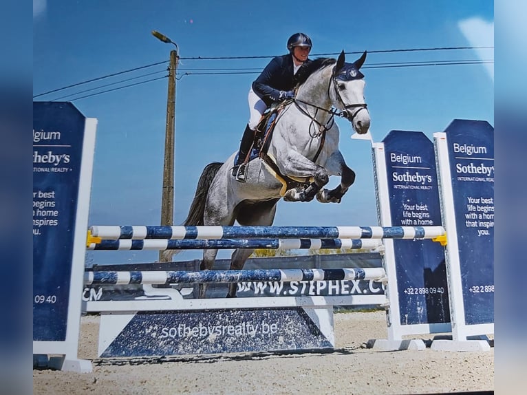 Selle Français Ruin 11 Jaar 170 cm Wit in Grâce-Hollogne