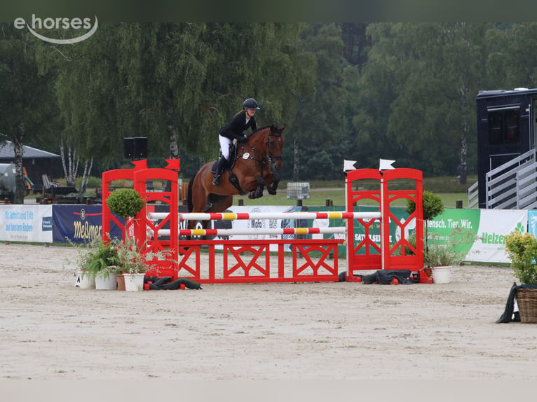 Selle Français Ruin 11 Jaar 175 cm Bruin in Neustadt