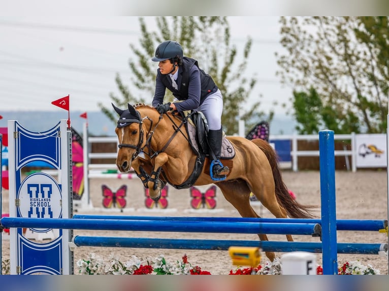 Selle Français Ruin 12 Jaar 140 cm Vos in Jara Beltran