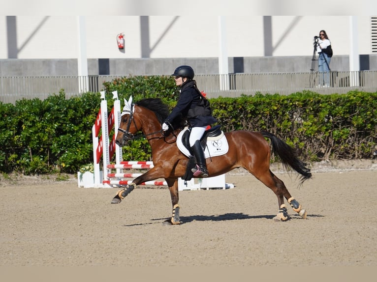 Selle Français Ruin 12 Jaar 144 cm Bruin in Sant Esteve De Palautordera