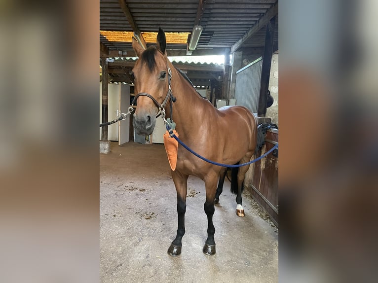 Selle Français Ruin 12 Jaar 164 cm Bruin in La puisaye