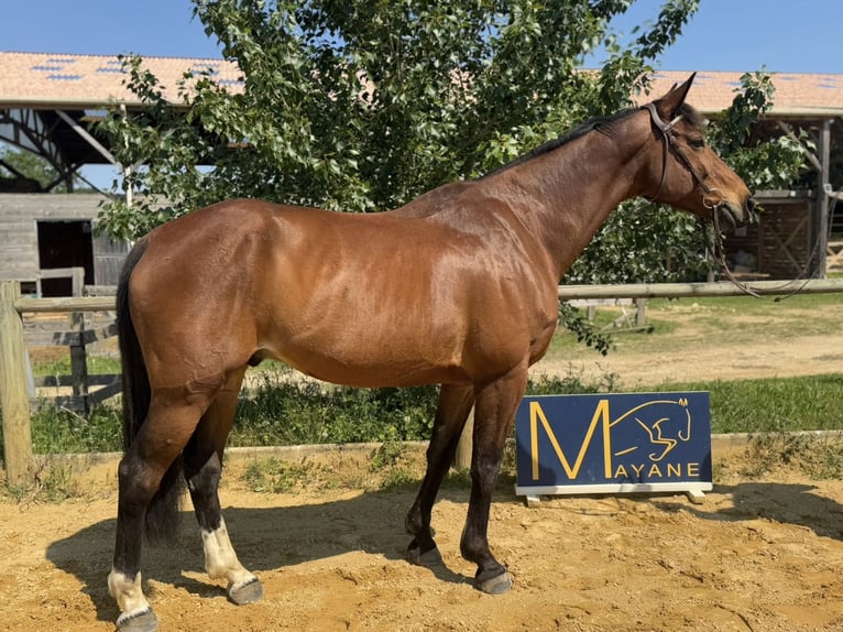 Selle Français Ruin 12 Jaar 165 cm Bruin in Vénéjan