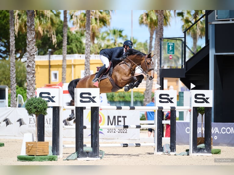 Selle Français Ruin 12 Jaar 168 cm Bruin in Moreilles