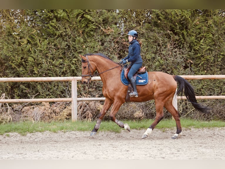 Selle Français Ruin 12 Jaar 168 cm Bruin in Saint-Fargeau