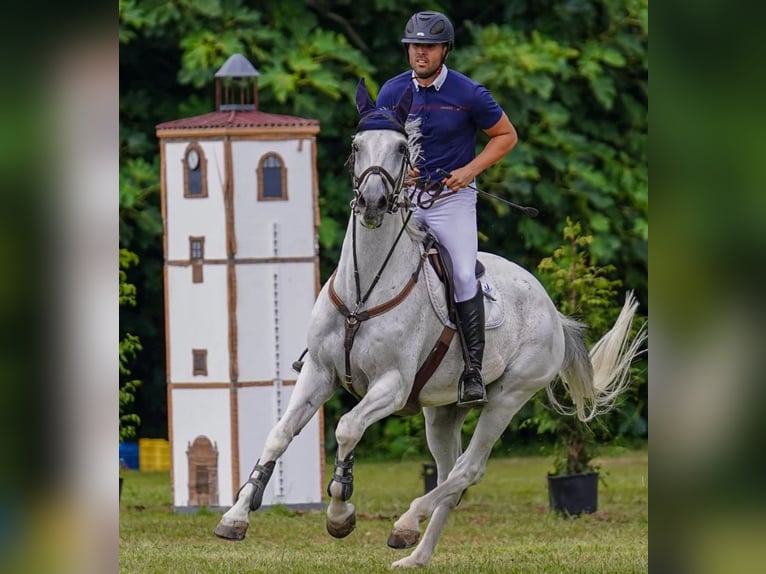 Selle Français Ruin 12 Jaar 170 cm Schimmel in Guadalajara