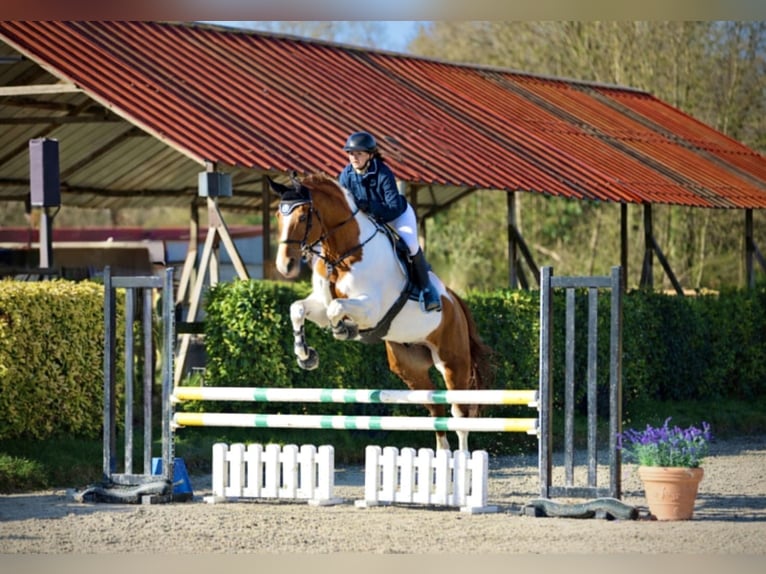 Selle Français Ruin 12 Jaar 172 cm  in Fontenay-Trésigny
