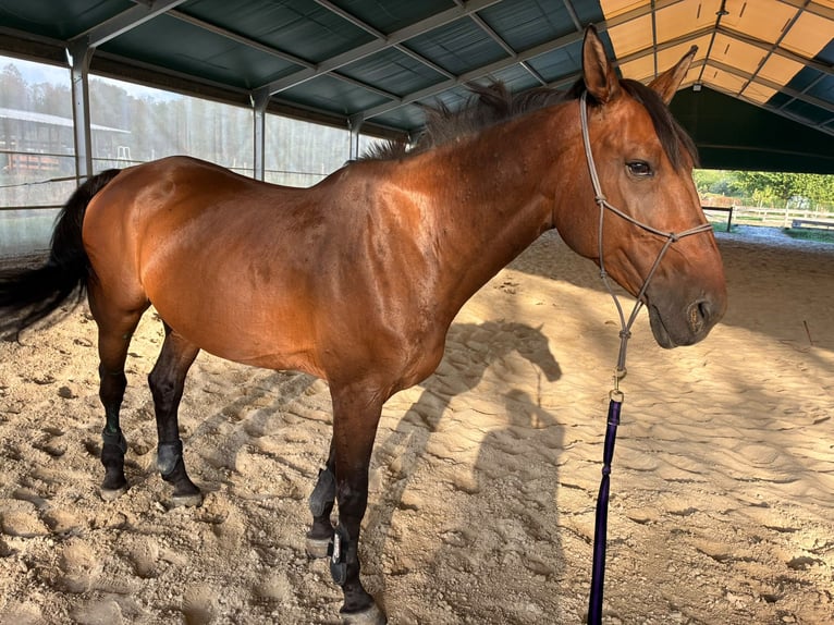 Selle Français Ruin 12 Jaar 174 cm Bruin in gattinara
