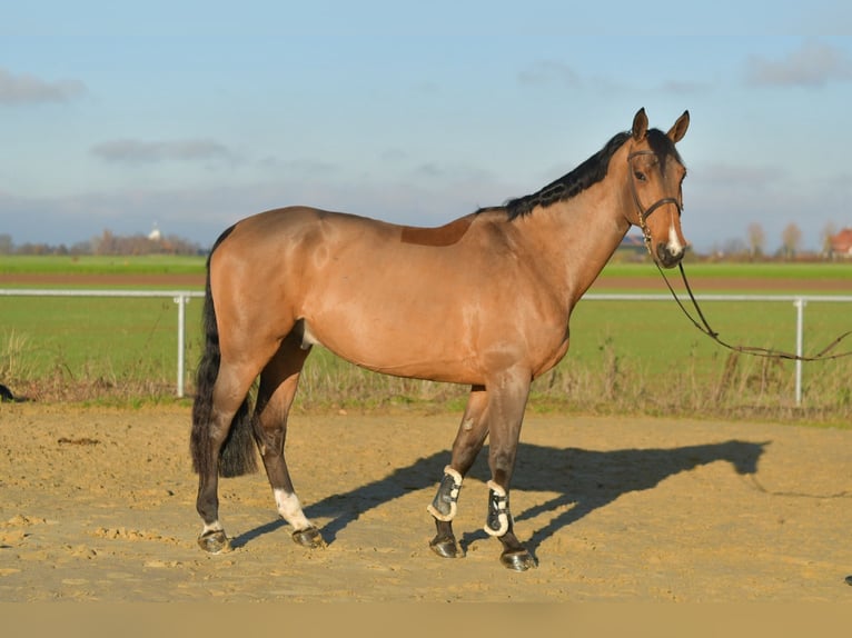 Selle Français Ruin 12 Jaar 175 cm Bruin in Geilenkirchen