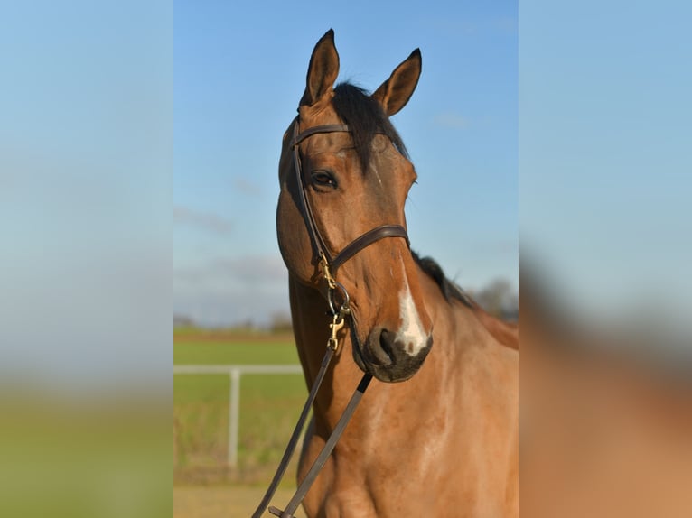Selle Français Ruin 12 Jaar 175 cm Bruin in Geilenkirchen