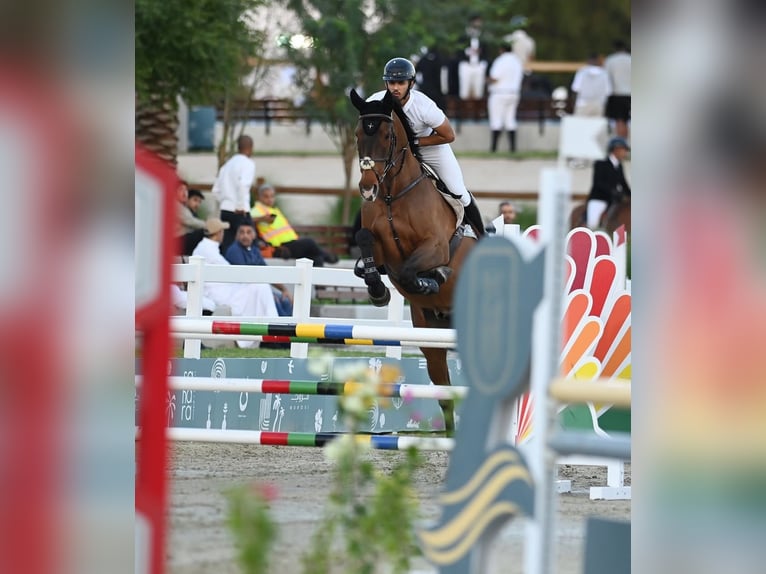 Selle Français Ruin 12 Jaar 178 cm Bruin in Marienhausen