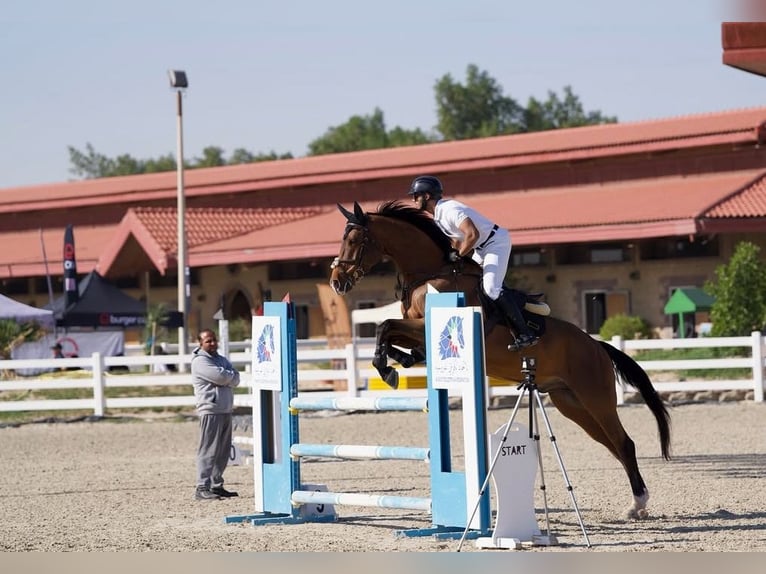 Selle Français Ruin 12 Jaar 178 cm Bruin in Marienhausen